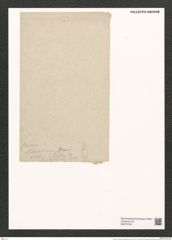 Synedra rumpens meneghiniana [sic] (de-Toni-Nr.: Genus 66) Zeichnungen Sammlung Grunow (NHMW-BOT-W0373799)
